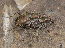 Le Tavole del Forum. Tav. I   Col. Carabidae Cicindelinae